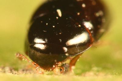 <i>Olibrus affinis</i>