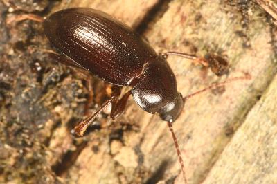 <i>Nalassus laevioctostriatus</i>