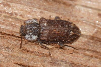 <i>Endophloeus markovichianus</i>