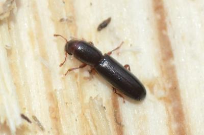 <i>Teredus cylindricus</i>