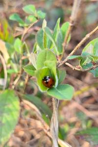 <i>Coccinella</i>