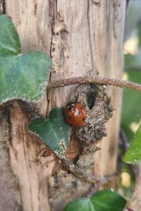 <i>Coccinella</i>