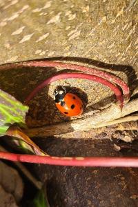<i>Coccinella</i>