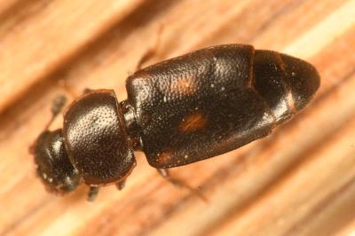 <i>Carpophilus sexpustulatus</i>