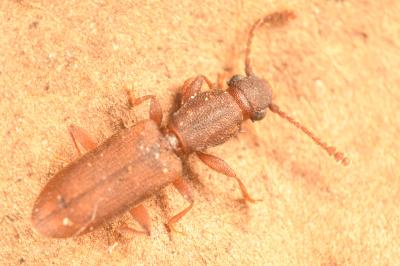 <i>Silvanus bidentatus</i>