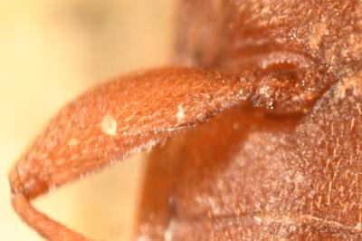 <i>Silvanus bidentatus</i>