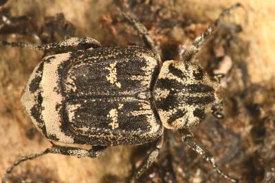 <i>Valgus hemipterus</i>