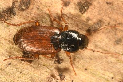 <i>Parophonus mendax</i>