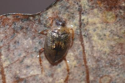 <i>Peltodytes caesus</i>