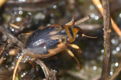 <i>Hygrobia hermanni</i>