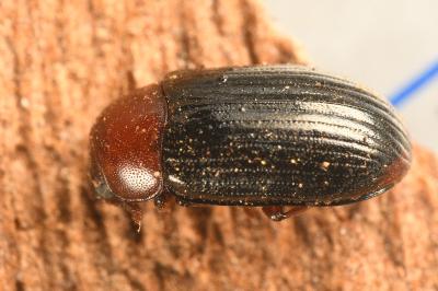 <i>Neomida haemorrhoidalis</i>