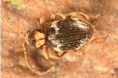 <i>Ptinus bidens</i>