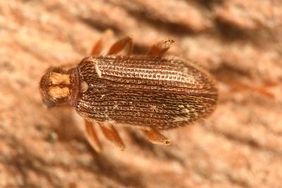 <i>Ptinus bidens</i>