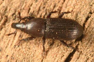<i>Phloeophagus lignarius</i>