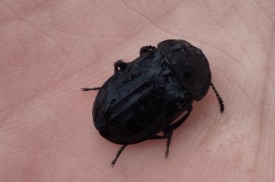 <i>Silpha tristis</i>
