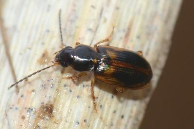 <i>Acupalpus maculatus</i>