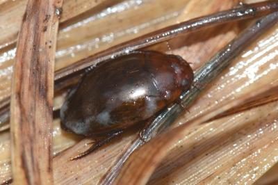 <i>Agabus brunneus</i>