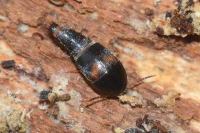 <i>Sepedophilus bipustulatus</i>
