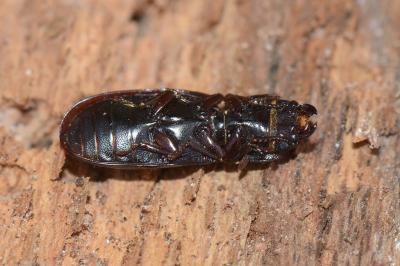 <i>Tenebroides fuscus</i>