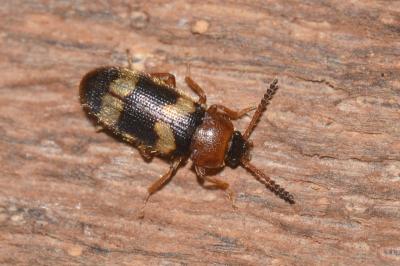 <i>Mycetophagus fulvicollis</i>