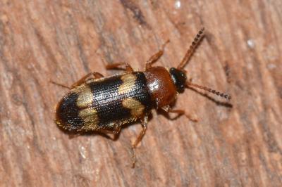 <i>Mycetophagus fulvicollis</i>