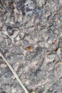 <i>Tytthaspis sedecimpunctata</i>