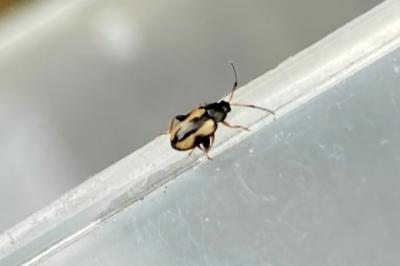 <i>Phyllotreta ochripes</i>