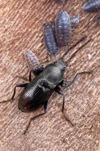 <i>Stenomax aeneus</i>