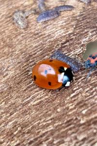 <i>Coccinella septempunctata</i>