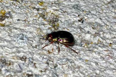 <i>Chrysolina americana</i>