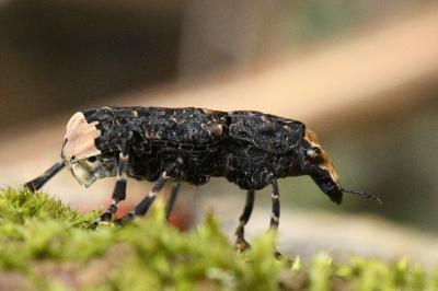 <i>Platyrhinus resinosus</i>