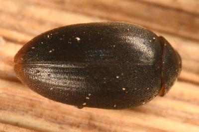 <i>Nycteus meridionalis</i>