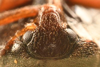 <i>Nycteus meridionalis</i>