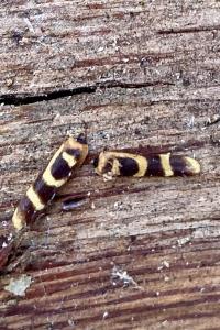 <i>Xylotrechus arvicola</i>