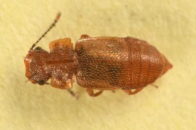 <i>Metopsia clypeata</i>