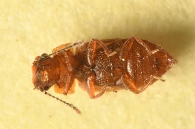 <i>Metopsia clypeata</i>