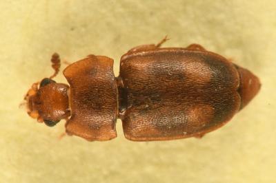 <i>Epuraea</i>