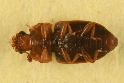 <i>Epuraea</i>