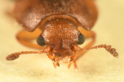 <i>Epuraea</i>