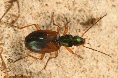 <i>Anchomenus dorsalis</i>
