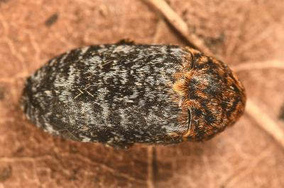 <i>Dermestes undulatus</i>