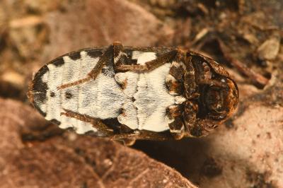 <i>Dermestes undulatus</i>