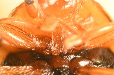 <i>Rhyzobius chrysomeloides</i>