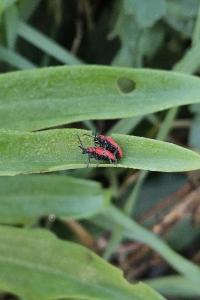 <i>Lilioceris lilii</i>