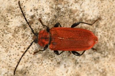 <i>Pyrrhidium sanguineum</i>