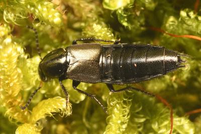 <i>Philonthus cognatus</i>