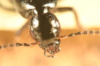 <i>Philonthus cognatus</i>