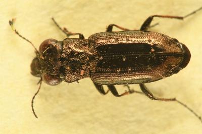 <i>Notiophilus quadripunctatus</i>