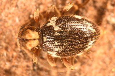 <i>Ptinus bidens</i>