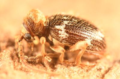 <i>Ptinus bidens</i>
